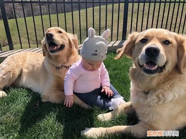 狗狗被你养熟了的五种表现,新手铲屎官必看!,狗狗睡熟了的表现