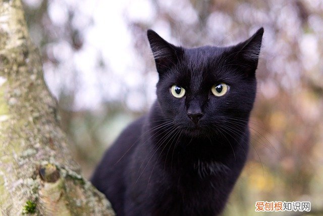 猫绦虫怎么彻底清除，猫有绦虫怎么处理