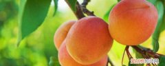吃杏有什么功效和作用 杏的功效和作用《吃之前先看这个》