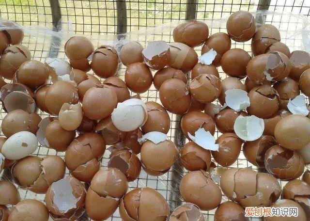 鸡蛋坏了可以直接放花盆做肥料吗，鸡蛋就是万能肥，盆里埋一颗，3个月结出大草莓！