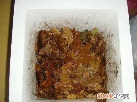 鸡蛋坏了可以直接放花盆做肥料吗，鸡蛋就是万能肥，盆里埋一颗，3个月结出大草莓！