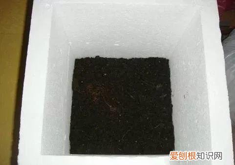 鸡蛋坏了可以直接放花盆做肥料吗，鸡蛋就是万能肥，盆里埋一颗，3个月结出大草莓！