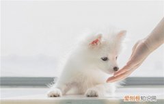 惠比特犬怎么训练叼东西，惠比特犬如何训练上车?