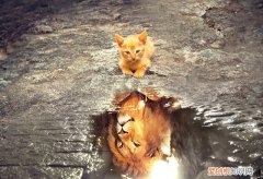 猫咪尿路感染可以吃诺氟沙星吗，恩诺沙星猫尿路感染能用吗