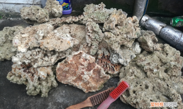 如何清洗珊瑚死石，怎样才能使珊瑚石变白
