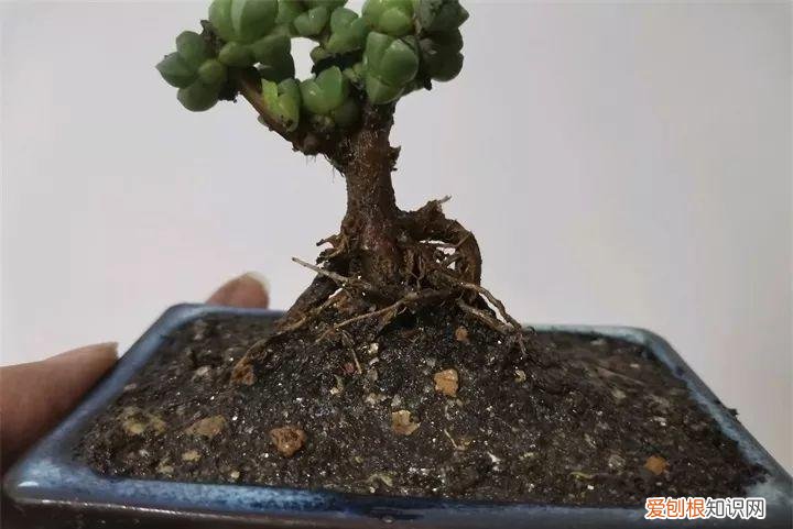 吊兰下面白色的根怎么种，吊兰的另一种养法，白根变绿根，蹭蹭长成高价盆景