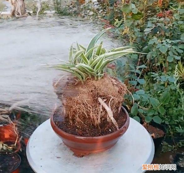 吊兰下面白色的根怎么种，吊兰的另一种养法，白根变绿根，蹭蹭长成高价盆景