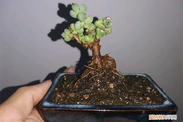 吊兰下面白色的根怎么种，吊兰的另一种养法，白根变绿根，蹭蹭长成高价盆景