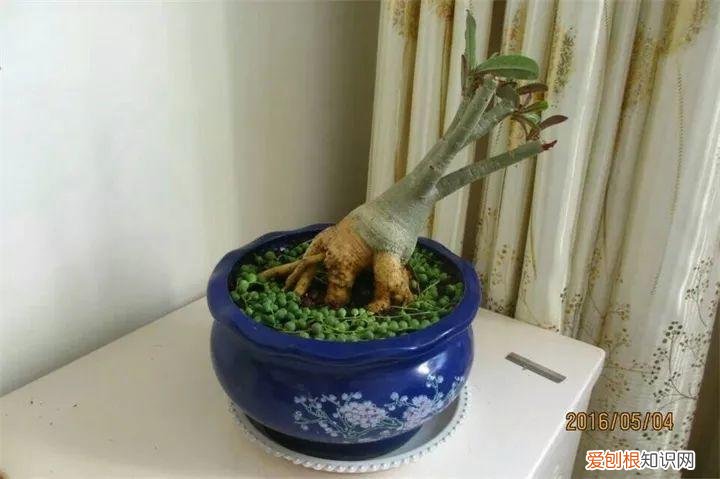 吊兰下面白色的根怎么种，吊兰的另一种养法，白根变绿根，蹭蹭长成高价盆景