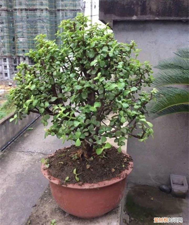 吊兰下面白色的根怎么种，吊兰的另一种养法，白根变绿根，蹭蹭长成高价盆景