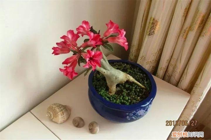 吊兰下面白色的根怎么种，吊兰的另一种养法，白根变绿根，蹭蹭长成高价盆景