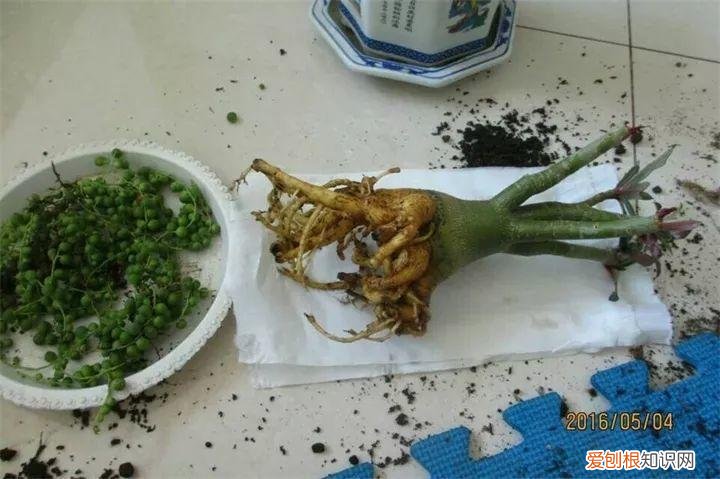 吊兰下面白色的根怎么种，吊兰的另一种养法，白根变绿根，蹭蹭长成高价盆景