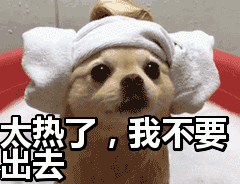 养狗的冷知识，狗狗的“50个冷知识”，养狗人必知