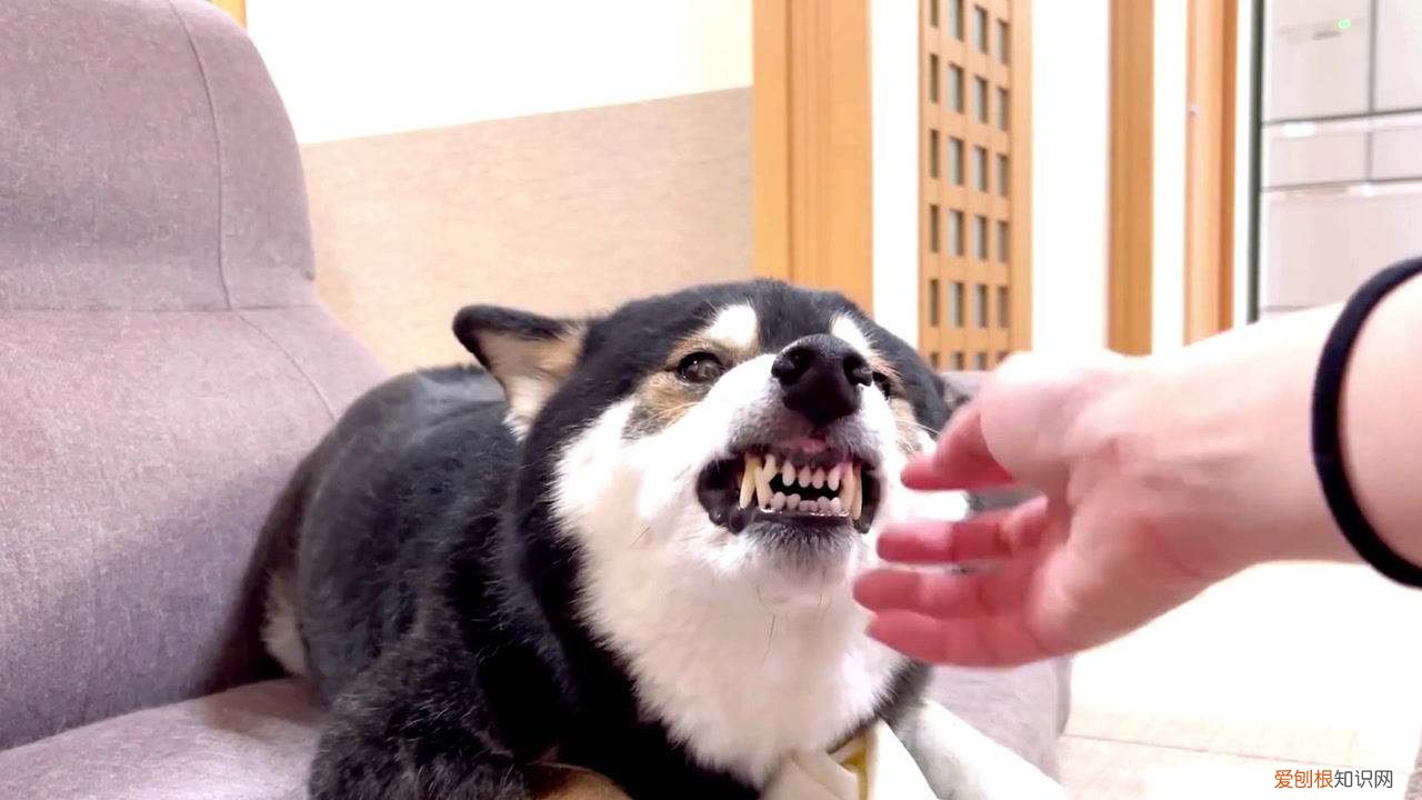 养狗的冷知识，狗狗的“50个冷知识”，养狗人必知
