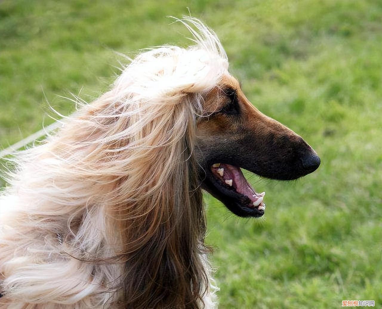 养狗的冷知识，狗狗的“50个冷知识”，养狗人必知