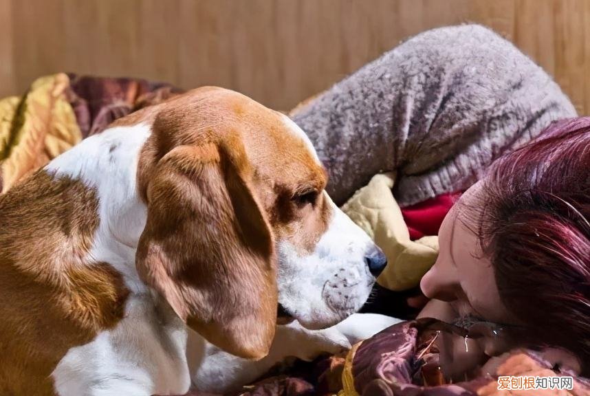 养狗的冷知识，狗狗的“50个冷知识”，养狗人必知