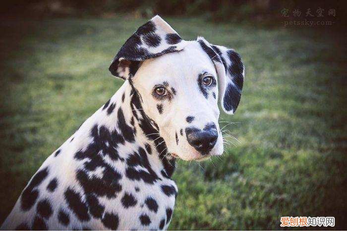 养狗的冷知识，狗狗的“50个冷知识”，养狗人必知