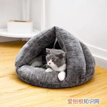 新手养猫要买什么物品，入门养猫新手礼包：有什么宠物用品必须准备