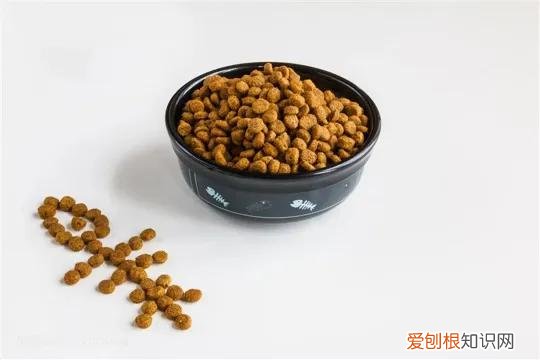 新手养猫要买什么物品，入门养猫新手礼包：有什么宠物用品必须准备