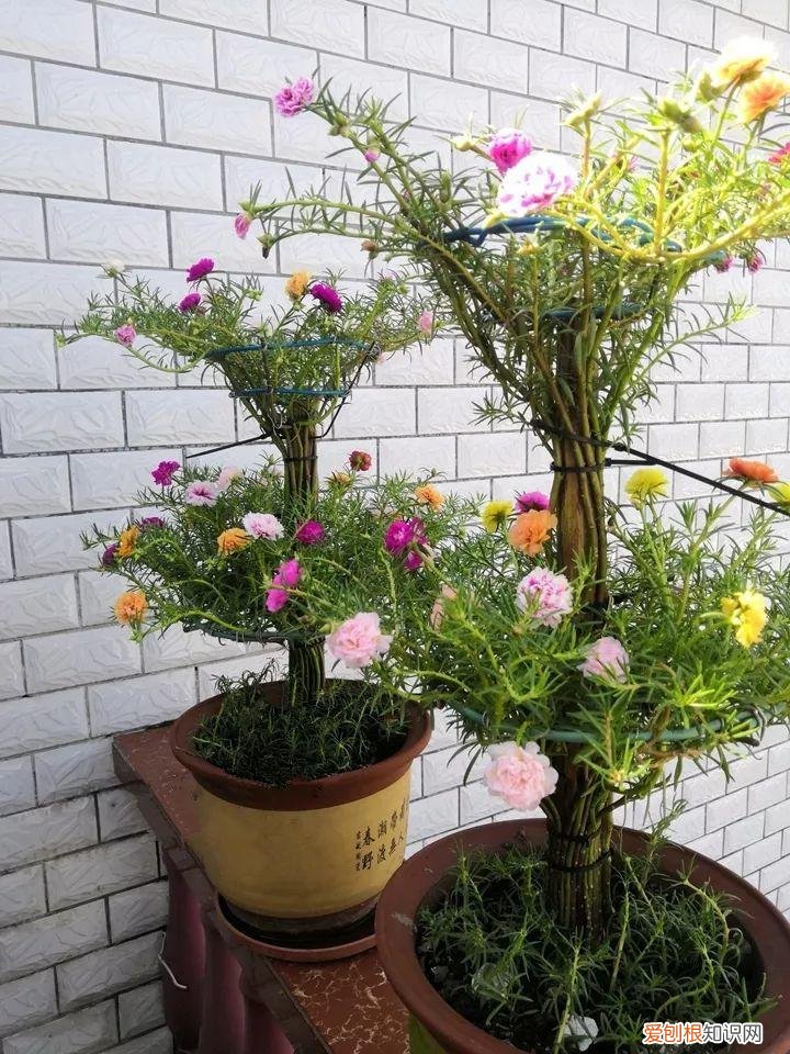 太阳花怎么成老桩，太阳花的花样养法，水管、木桩，别看枝条小，有地就能生根开花