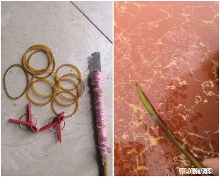 太阳花怎么成老桩，太阳花的花样养法，水管、木桩，别看枝条小，有地就能生根开花