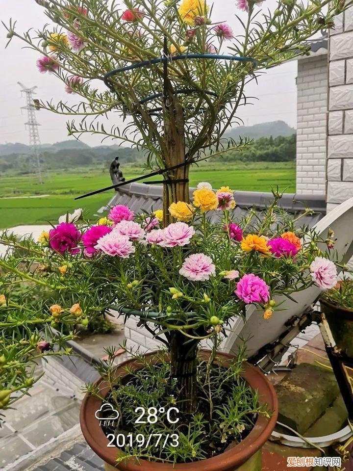 太阳花怎么成老桩，太阳花的花样养法，水管、木桩，别看枝条小，有地就能生根开花