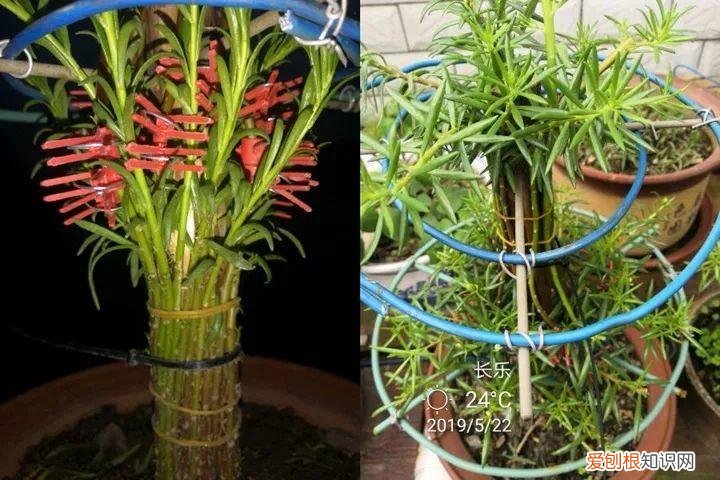 太阳花怎么成老桩，太阳花的花样养法，水管、木桩，别看枝条小，有地就能生根开花