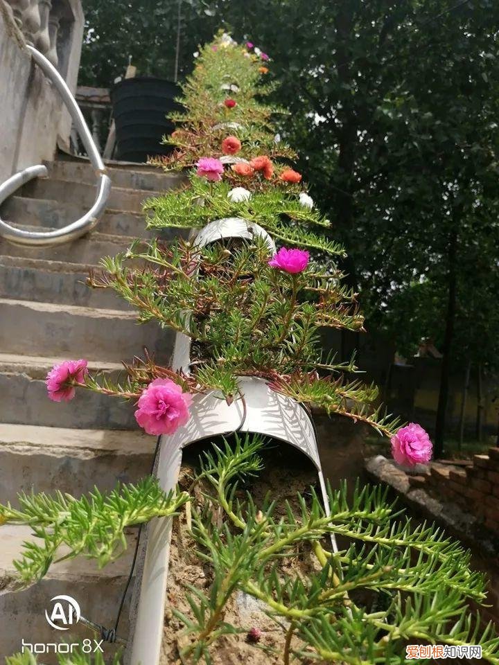 太阳花怎么成老桩，太阳花的花样养法，水管、木桩，别看枝条小，有地就能生根开花