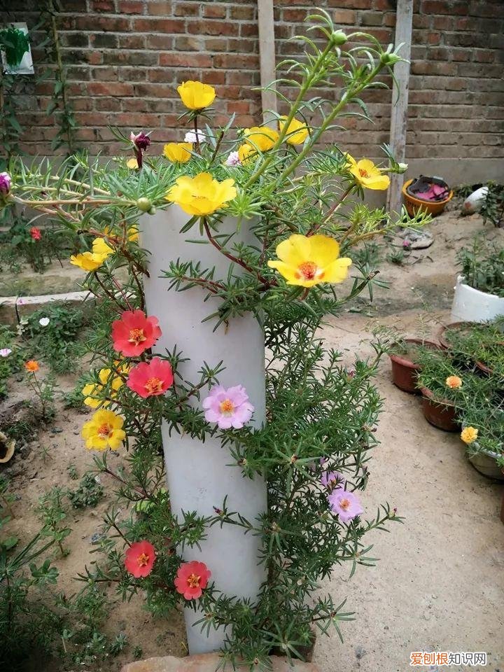 太阳花怎么成老桩，太阳花的花样养法，水管、木桩，别看枝条小，有地就能生根开花