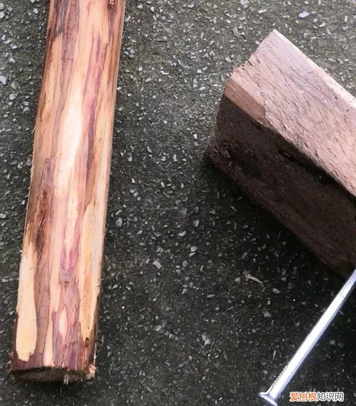 太阳花怎么成老桩，太阳花的花样养法，水管、木桩，别看枝条小，有地就能生根开花