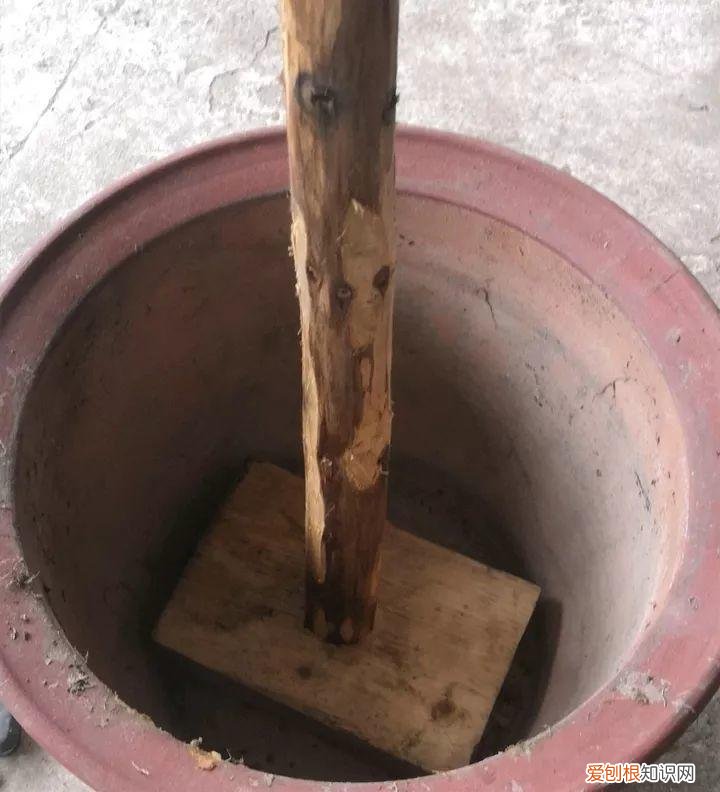 太阳花怎么成老桩，太阳花的花样养法，水管、木桩，别看枝条小，有地就能生根开花