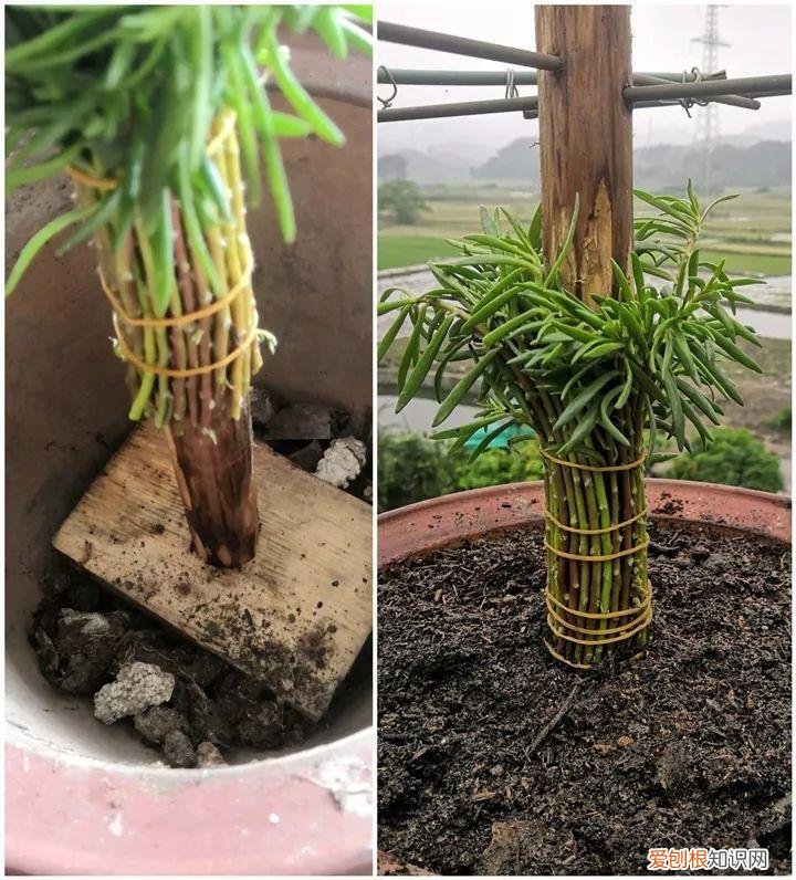 太阳花怎么成老桩，太阳花的花样养法，水管、木桩，别看枝条小，有地就能生根开花