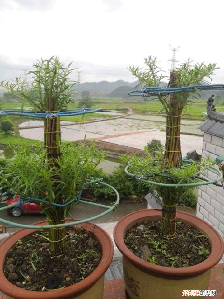 太阳花怎么成老桩，太阳花的花样养法，水管、木桩，别看枝条小，有地就能生根开花