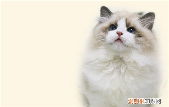 猫喷黄鼻涕都大半年了，猫喷黄鼻涕都大半年了怎么回事