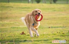 杜高犬怎么训练捕猎，杜高猎犬山里打猎怎么样