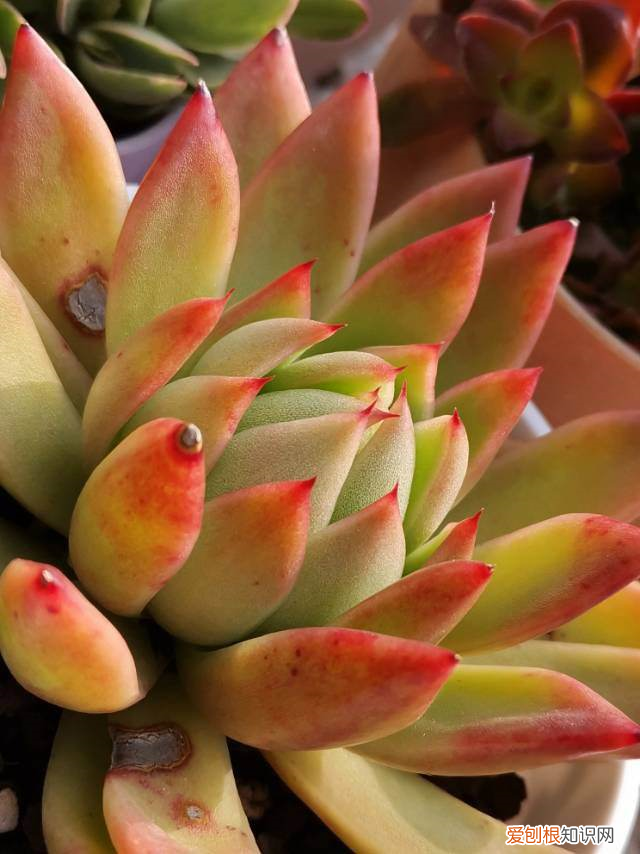 多肉不长也不死，多肉不腐不软，一冬长大三四倍，原来是这么养出来的