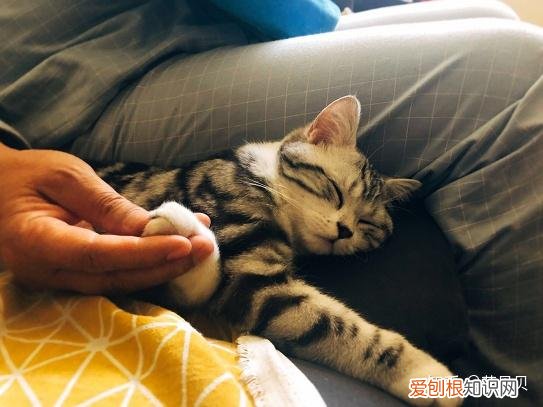 第一次养猫咪需要注意什么,第一次养猫需要准备什么以及了解哪些知识?