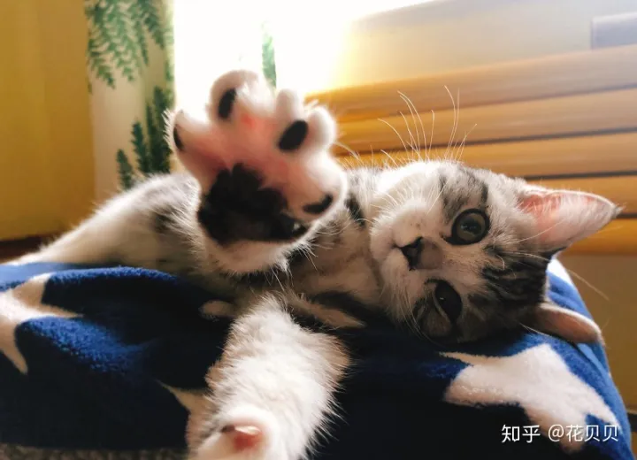 第一次养猫咪需要注意什么,第一次养猫需要准备什么以及了解哪些知识?