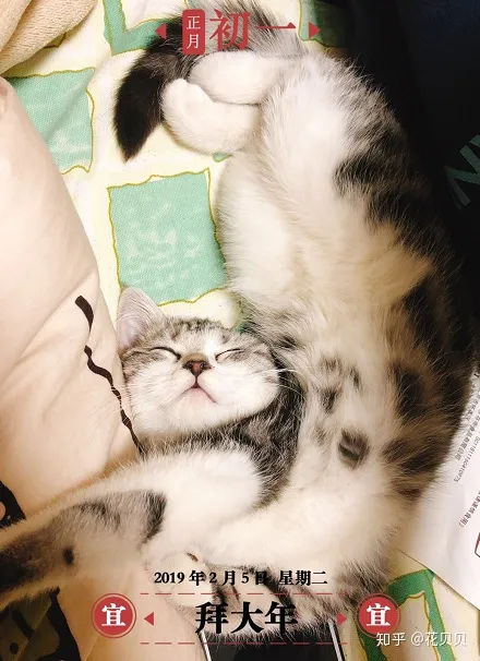 第一次养猫咪需要注意什么,第一次养猫需要准备什么以及了解哪些知识?