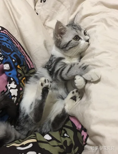 第一次养猫咪需要注意什么,第一次养猫需要准备什么以及了解哪些知识?