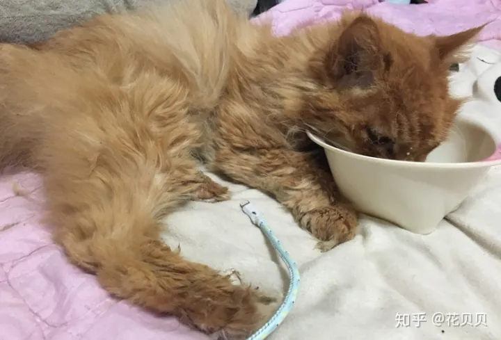 第一次养猫咪需要注意什么,第一次养猫需要准备什么以及了解哪些知识?