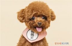 秋田犬爱打架怎么办，秋田犬被打怕了