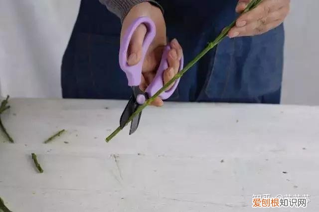 常用花材养护技巧，常用花材养护技巧