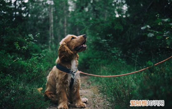 狗狗乱拉乱尿怎么训练,狗狗乱拉乱尿怎么训练的