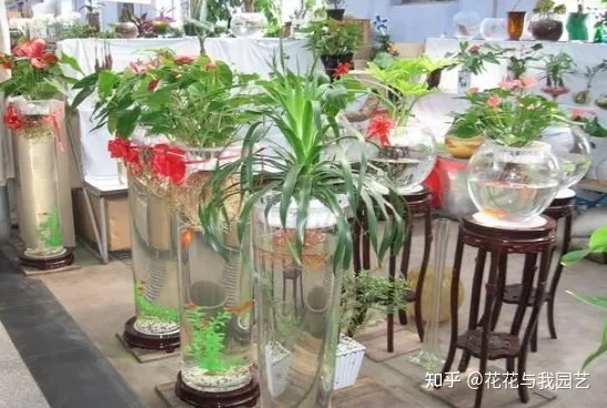 花卉种植小技术视频，花卉种植小技术