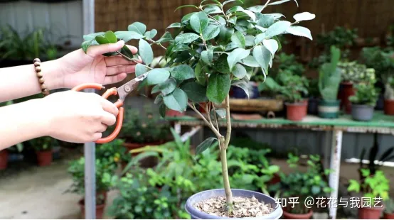 花卉种植小技术视频，花卉种植小技术