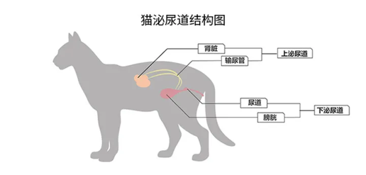 猫咪结石尿血能自愈吗，宠物小知识——猫咪尿结石