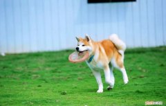 秋田犬送人会重新认主人吗 秋田犬可以换主人吗