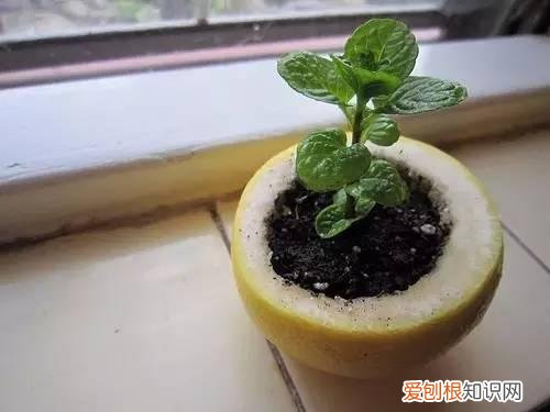 怎么用纸巾做小花朵，学会这11种园艺技巧，一张纸巾都能变成养花利器