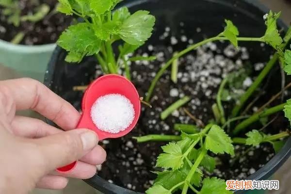 怎么用纸巾做小花朵，学会这11种园艺技巧，一张纸巾都能变成养花利器